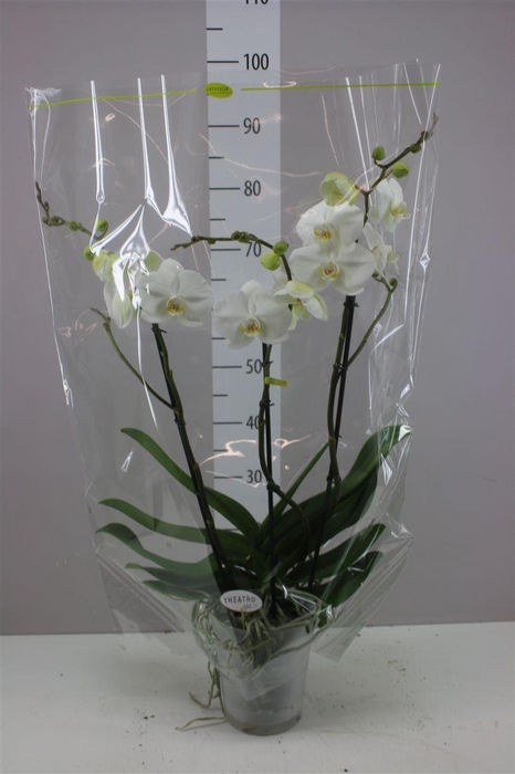 <h4>Phal Theatro Classico 3 Tak</h4>