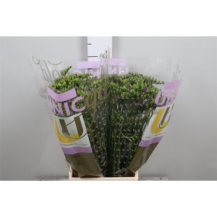 <h4>Fr En Palermo</h4>