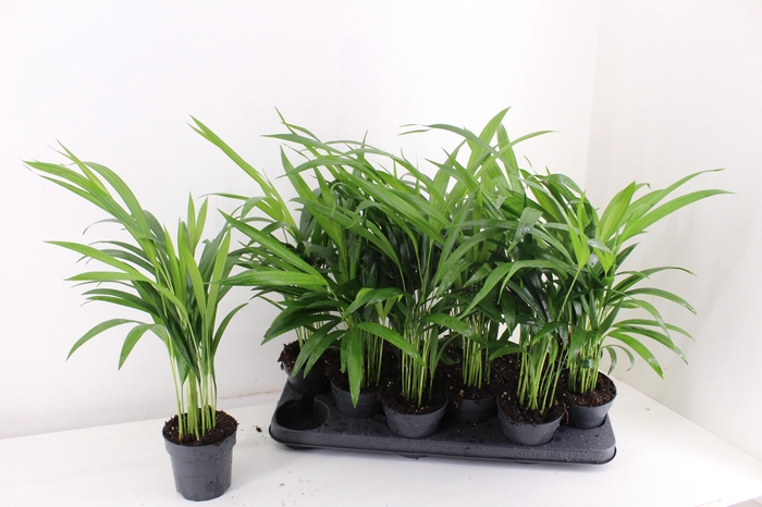 <h4>DYPSIS LUTESCENS</h4>