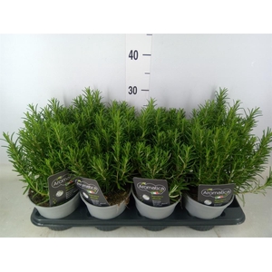 Rosmarinus officinalis   ...