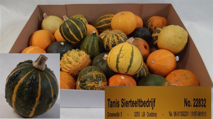 <h4>. Cuc Pepo Gem</h4>