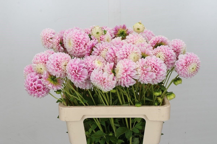 <h4>Dahlia  'Marshmallow Baby'</h4>