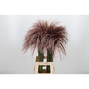 Miscanthus Kl Bh Rose Goud