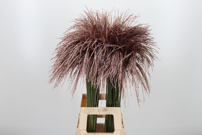 <h4>Miscanthus Kl Bh Rose Goud</h4>