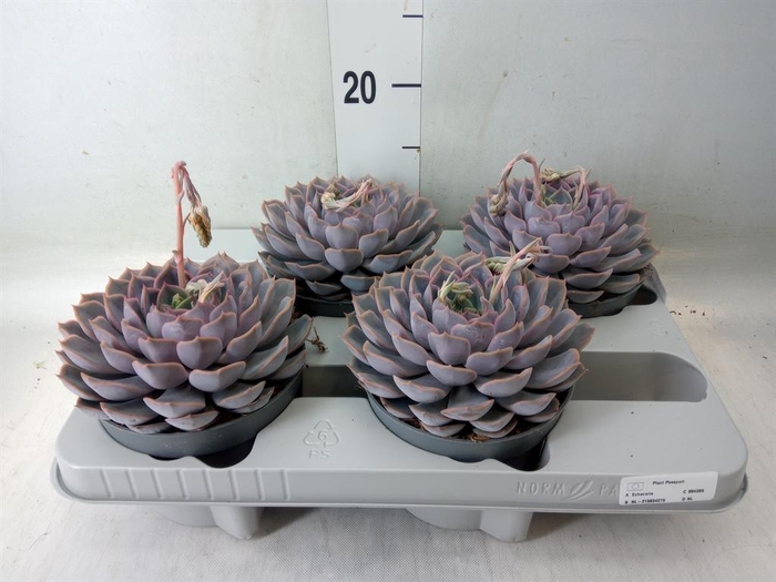 <h4>Echeveria  'Orion'</h4>