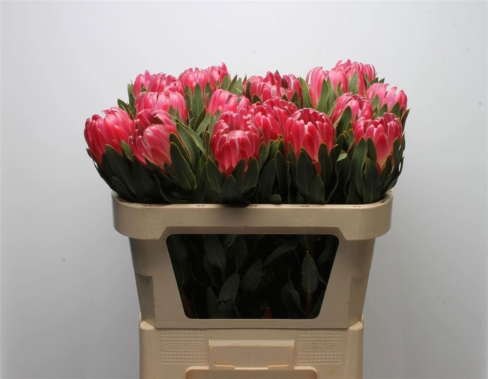 <h4>PROTEA BRENDA</h4>