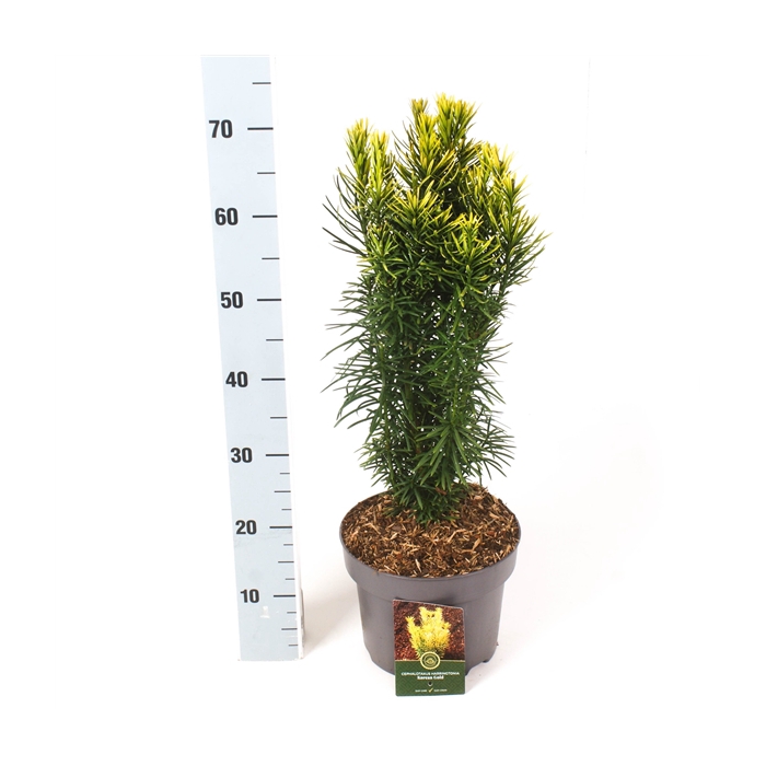 <h4>Cephalotaxus h. 'Korean Gold'</h4>