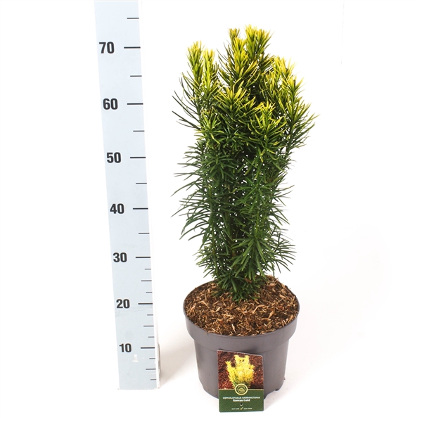 Cephalotaxus h. 'Korean Gold'