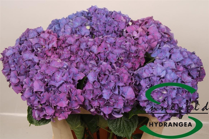 <h4>Hydr M Ch Rodeo Pa</h4>