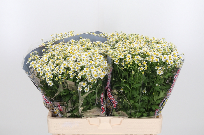 <h4>Tanacetum Pa Single Vegmo</h4>