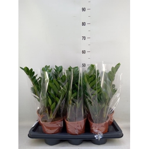 Zamioculcas zamiifolia