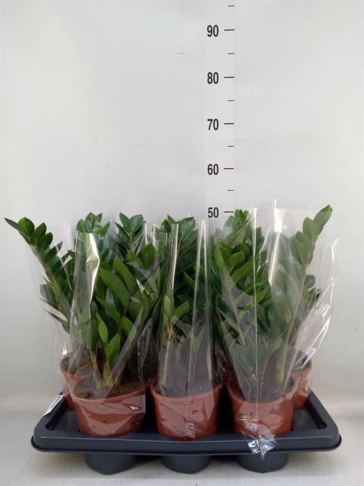 <h4>Zamioculcas zamiifolia</h4>