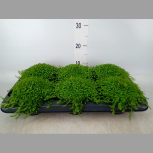 Soleirolia soleirolii   ...green