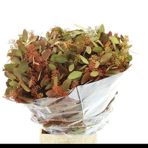 EUC PO FRU KLB BS H%