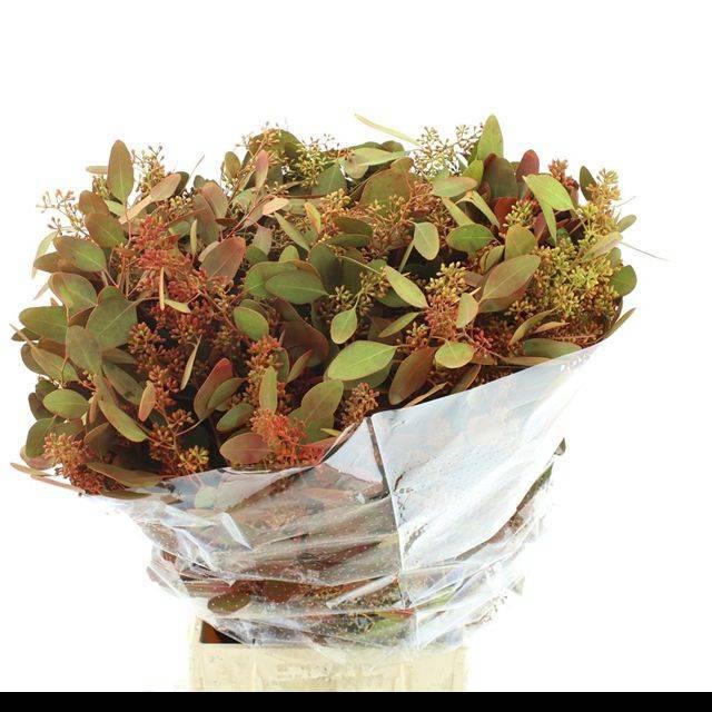 <h4>EUC PO FRU KLB BS H%</h4>