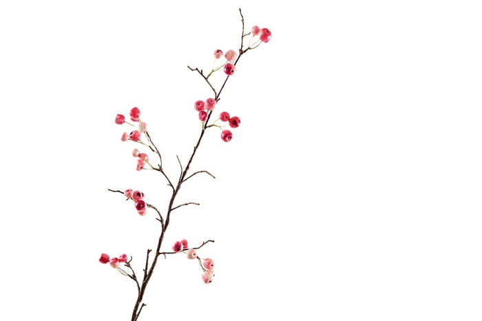 <h4>Berry Spray Pink</h4>