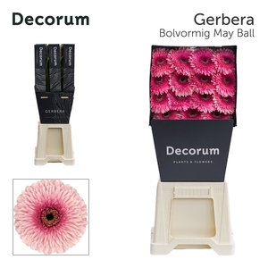 Gerbera Pomponi May Ball Diamond per kaart