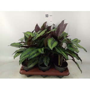 Calathea   ...