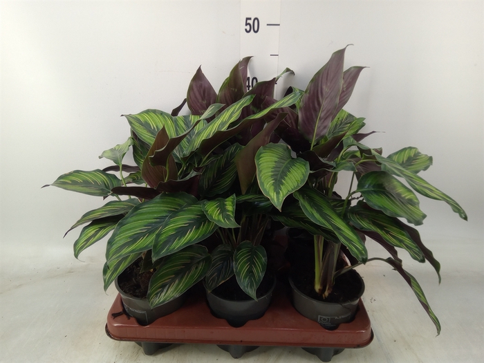 <h4>Calathea   ...</h4>