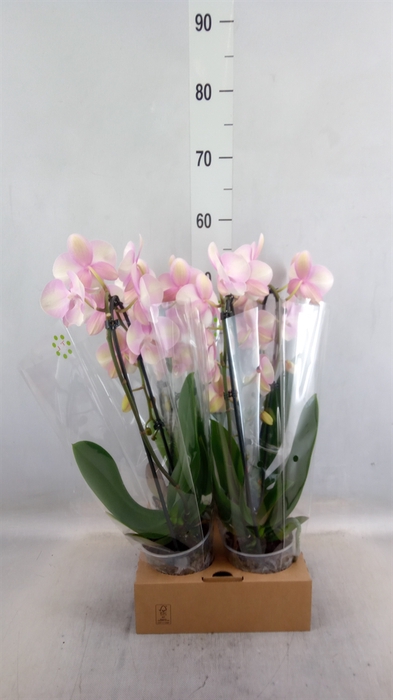 <h4>Phalaenopsis  'Elegant Cascade'</h4>