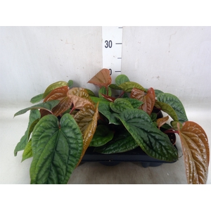 Anthurium   ...