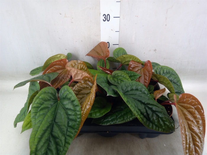 <h4>Anthurium   ...</h4>
