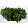 Ruscus Hypophyllum