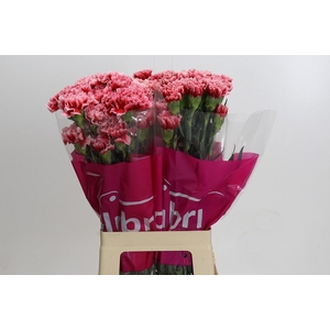 Dianthus St Cheerio