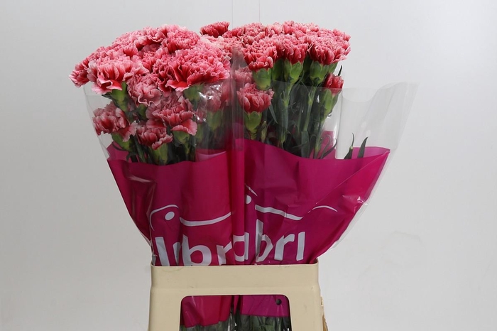 <h4>Dianthus St Cheerio</h4>