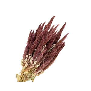 Amaranthus Red