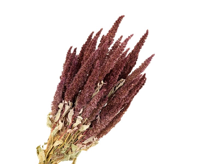 <h4>Amaranthus Red</h4>