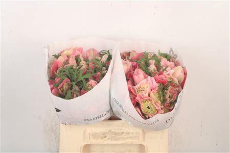 <h4>Anemone Levante Pink</h4>