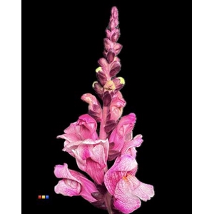 Antirrhinum Cerise