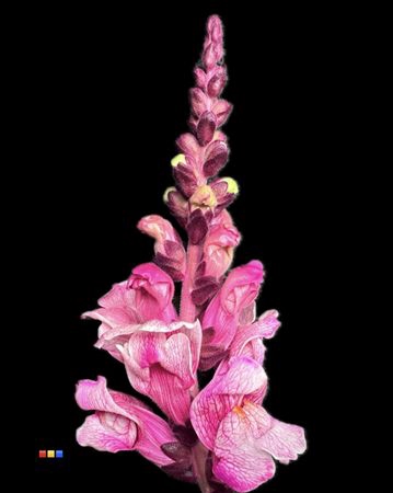 <h4>Antirrhinum Cerise</h4>