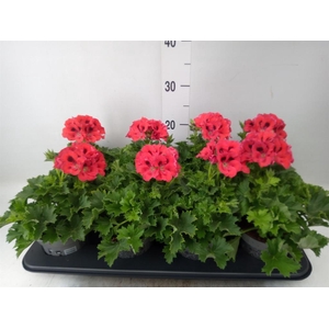 Pelargonium gran. ..