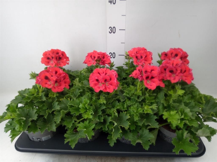 <h4>Pelargonium gran.   ..</h4>