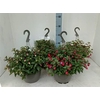 Fuchsia B F Hang Gem