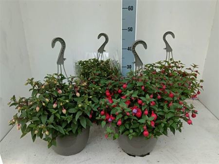 Fuchsia B F Hang Gem