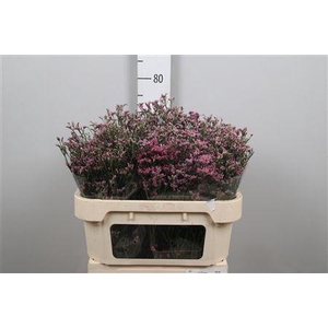 Lim Sin Anoushka Diamond