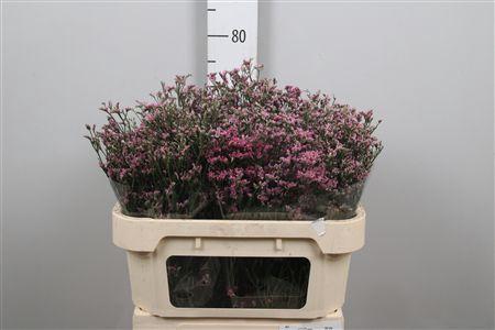 <h4>Lim Sin Anoushka Diamond</h4>