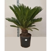 Cycas Revoluta