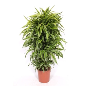 Dracaena Lemon Lime