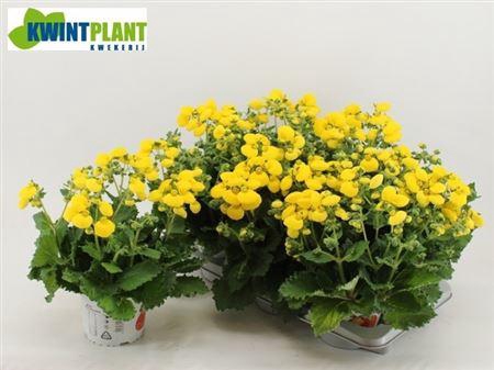 arr8 Calc Cal Yellow