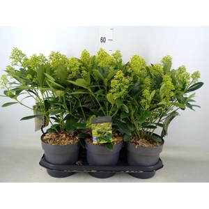 Skimmia jap. 'Finchy'