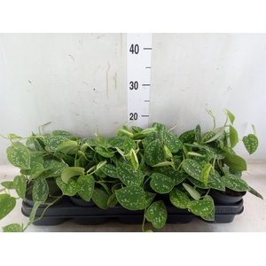 Scindapsus pictus 'Argyraeus'