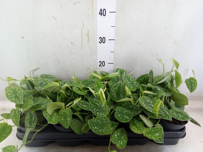 <h4>Scindapsus pictus 'Argyraeus'</h4>