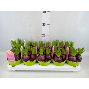 Hyacinthus orie. 'Pearl Pink'