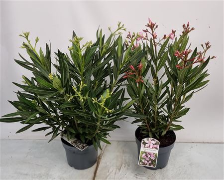 Nerium Oleander Mix Bush - 1153