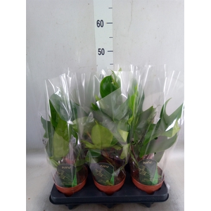 Philodendron   ...