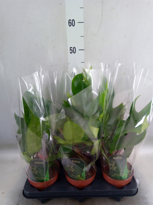 <h4>Philodendron   ...</h4>